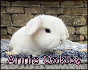 Holland Lop, Olivia and Dash's BEW Doe-Annie Oakley