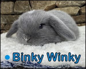 Holland Lop, Carrot Cake and Yinyang's Marked, VC Blue Buck-Binky Winky