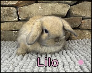 Holland Lop, Ballet and Yinyang's VC Black Tort Doe-Lilo
