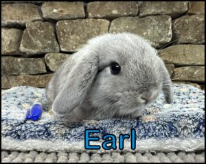 Holland Lop, Phyllis and Dooley's Opal Buck-Earl