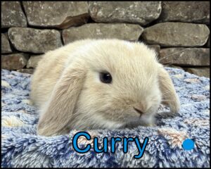 Holland Lop, Olivia and Dooley's VC Orange Buck-Curry
