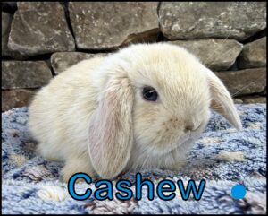 Holland Lop, Olivia and Dooley's VC Orange Buck-Cashew