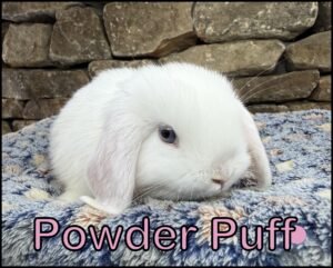 Holland Lop, Olivia and Dooley's BEW Doe-Powder Puff