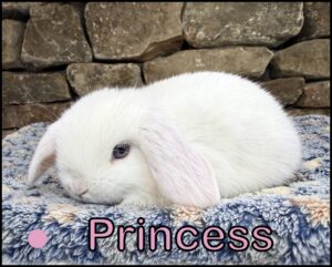 Holland Lop, Olivia and Dooley's BEW Doe-Princess