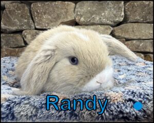Holland Lop, Chai and Yinyang's VM Blue Tort Buck-Randy