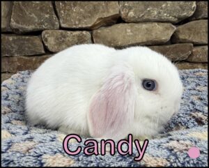 Holland Lop, Chai and Yinyang's BEW Doe-Candy