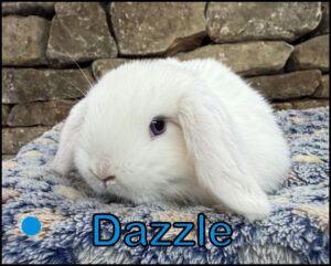 Holland Lop, Bella and Yinyang's BEW Buck-Dazzle