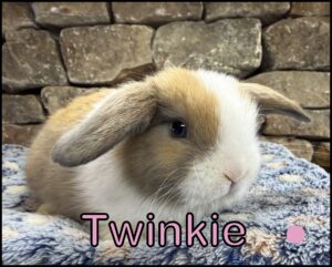 Holland Lop, Esther and Zenia's VM Black Tort Doe-Twinkie