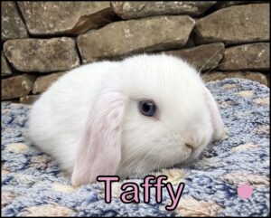 Holland Lop, Esther and Zenia's BEW Doe-Taffy