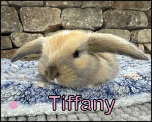 Holland Lop, Esther and Zenia's Marked Black Tort Doe-Tiffany