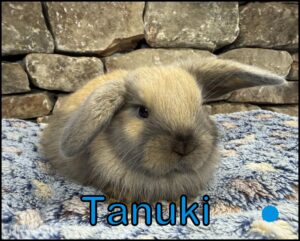 Holland Lop, Esther and Zenia's VC Black Tort Buck-Tanuki