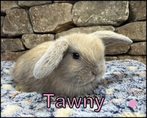 Holland Lop, Esther and Zenia's VC Blue Tort Doe-Tawny