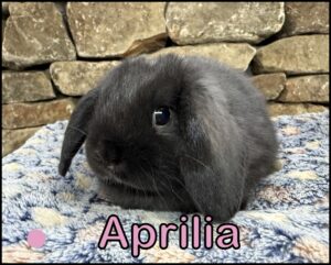 Holland Lop, Blossom and Dooley's VC Black Doe-Aprilia