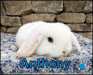 Holland Lop, Blossom and Dooley's BEW Buck-Anthony