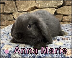 Holland Lop, Blossom and Dooley's VC Black Doe-Anna Marie