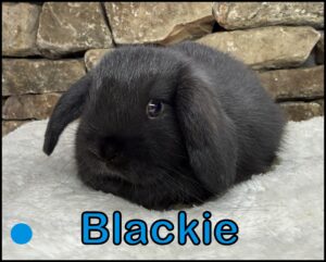 Holland Lop, Poncho and Dooley's Black Buck-Blackie