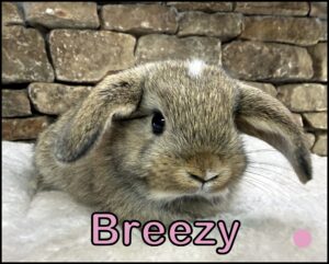 Holland Lop, Poncho and Dooley's Marked Chestnut Doe-Breezy