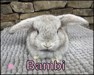 Holland Lop, Poncho and Dooley's Opal Doe-Bambi